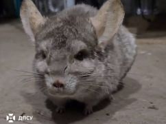 В Харьковской области из зоны боевых действий спасли шиншиллу, которую бросили хозяева