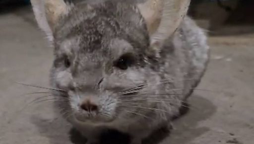 В Харьковской области из зоны боевых действий спасли шиншиллу, которую покинули хозяева