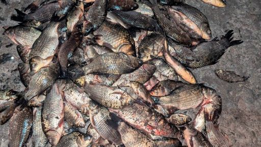 У Харківській області незаконно виловили риби на 300 тис. грн