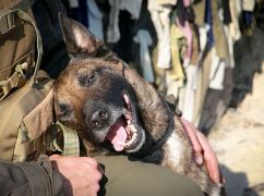 Харьковский гвардейский пес Ирбис обнаружил более 350 единиц боеприпасов