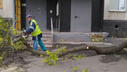 Ураган сломал почти 80 деревьев в Харькове и повредил крыши