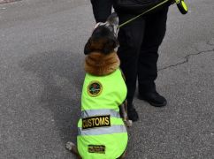 Кілограм наркотиків виявили службові собаки Харківської митниці за кілька місяців