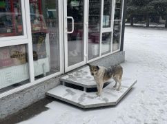 Громада на Харківщині потерпає від бродячих собак