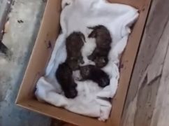 В Харькове чудом спасли четырех новорожденных котят после ливня