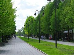 На Салтівці зʼявиться алея китайських тополь без пуху