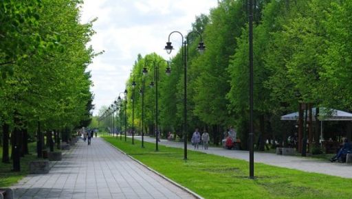 На Салтівці зʼявиться алея китайських тополь без пуху