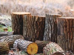 В Харьковской области осудили чиновницу лесозащиты за массовое уничтожение деревьев на 14 млн грн