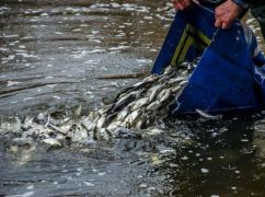 На Харківщині побільшало риби