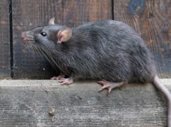 В Харькове крыс от детей в Саржином Яру будут отгонять ультразвуком – мэрия