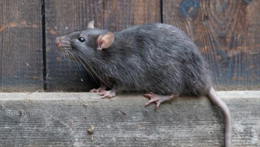 В Харькове крыс от детей в Саржином Яру будут отгонять ультразвуком – мэрия