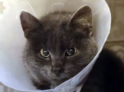 На Харьковщине раненый и обессиленный кот приполз к блиндажу военных