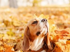 Якою буде погода у Харкові 4 листопада: прогноз синоптиків