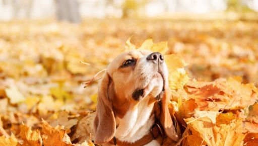 Стало відомо, якої погоди чекати в Харкові та області 6 листопада