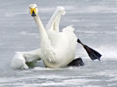 На Харківщині врятували лебедів, які примерзли до льоду