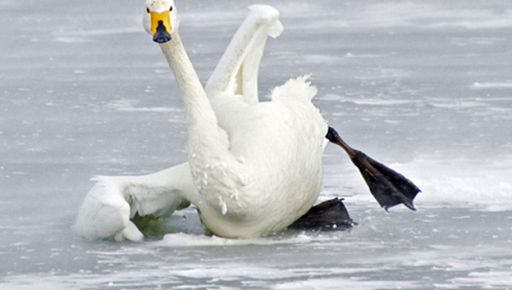 На Харківщині врятували лебедів, які примерзли до льоду