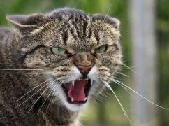 На Харківщині село опинилося на карантині через сказ домашнього кота