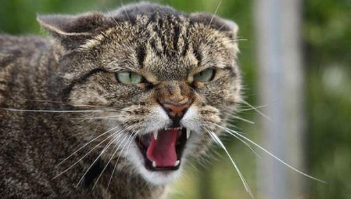 На Харківщині село опинилося на карантині через сказ домашнього кота