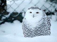 Какая будет погода на Харьковщине в последний день зимы: прогноз на 28 февраля