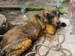 Напуганного пса спасли из канализационного люка бойцы ГСЧС в Харькове