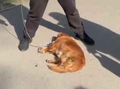 У Харкові чоловік просто на вулиці переламав своєму собаці лапи — соцмережі
