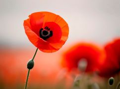 День пам’яті та та перемоги над нацизмом: Що означає ця дата для нас сьогодні