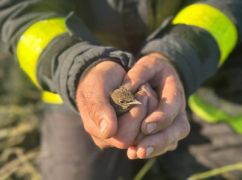 На Харьковщине пожарные спасли птенца из горящих зарослей