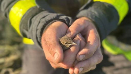 На Харківщині вогнеборці врятували пташеня з палаючих заростей