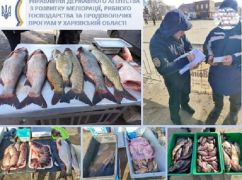 На Харківщині на ринках знайшли рибу невідомого походження