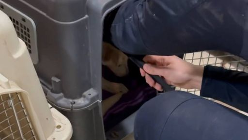 Более суток в ловушке: в Харькове спасли раненую собаку из колодца