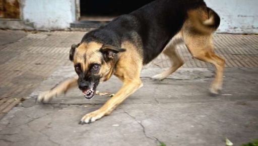 В Харькове женщина умерла от бешенства после укуса бродячей собаки