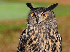 В Харьковской области спасли сову, которая запуталась в антидроновой сетке: кадры вызволения