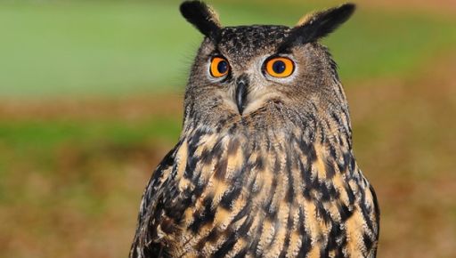 В Харьковской области спасли сову, которая запуталась в антидроновой сетке: кадры вызволения