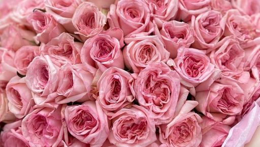 Троянди, які бачили війну: як квіти пережили катастрофи і зберегли людяність