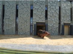 Війна завадила: бегемотиха Степанида з Харківського зоопарку досі без пари і потомства