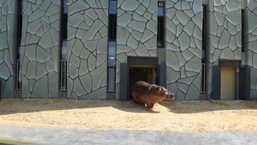 Война помешала: бегемотиха Степанида из Харьковского зоопарка до сих пор без пары и потомства