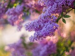 Ждать ли тепла: каким будет последний месяц весны на Харьковщине