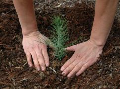 У Харківській області з&rsquo;явиться більше лісу: громада під насадження віддала 321 га