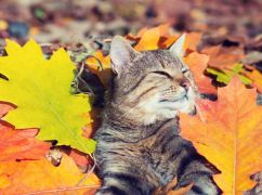 Якою буде погода у Харкові 7 листопада: прогноз синоптиків