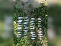 На Харківщині браконьєри виловили понад півтонни риби: Підраховано суму збитків