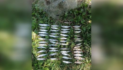 В Харьковской области браконьеры выловили более полутонны рыбы: Подсчитана сумма убытков