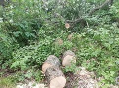 На Харьковщине мужчину разоблачили в уничтожении деревьев на 300 тыс. грн