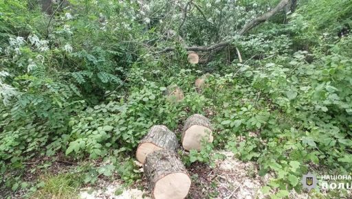 На Харьковщине мужчину разоблачили в уничтожении деревьев на 300 тыс. грн
