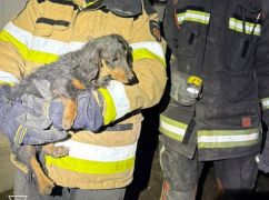 В Изюме из разрушенного авиабомбой дома спасли собачку