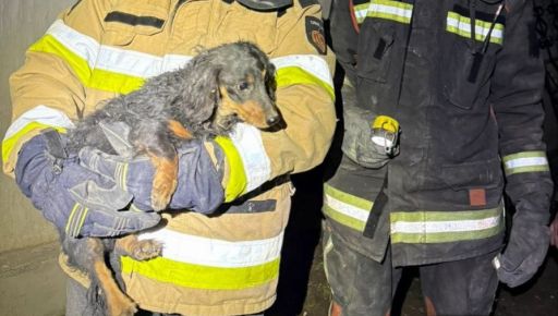 В Ізюмі зі зруйнованого авіабомбою будинку врятували песика