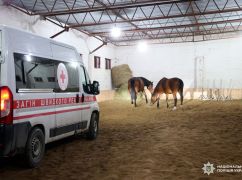 Под Харьковом эвакуировали почти два десятка лошадей, владелец которых убежал в рф