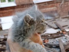 В Харькове с разбомбленной крыши больницы спасли котенка