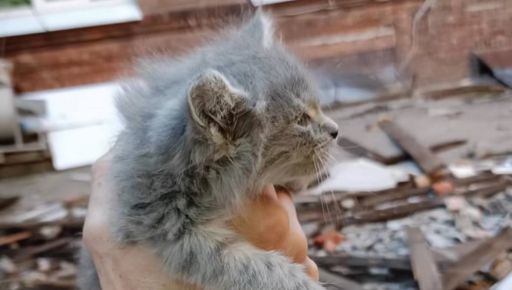 У Харкові з розбомбленого даху лікарні врятували кошеня