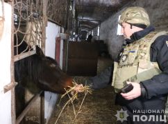Разбитая оккупантами ферма: Харьковские копы взяли под опеку почти 30 лошадей