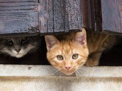 В Харкові нагодують вуличних котів: Для пухнастиків заготовили 300 кг корму