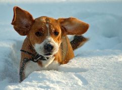 Харьковщину ожидает усложнение погодных условий: прогноз синоптиков на 23 января